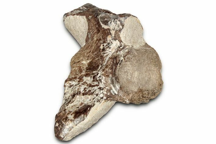 Fossil Plesiosaur Cervical Vertebra - Asfla, Morocco #328643